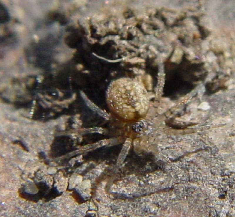 3 ragni (Salticidae, Aamaurobius, Oecobius)